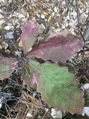 Quercus muehlenbergii