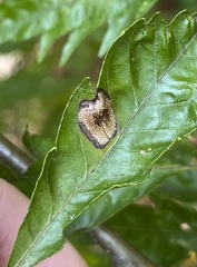 Phyllonorycter maestingella