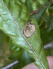 Phyllonorycter maestingella