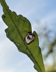 Phyllonorycter maestingella