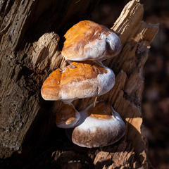 Fomitopsis
