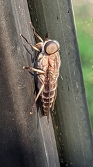 Tabanus bromius
