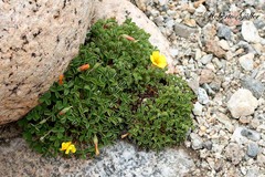 Oxalis compacta