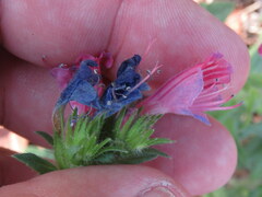 Echium rosulatum
