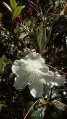 Rhododendron formosanum