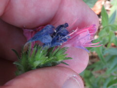 Echium rosulatum