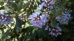 Veronica diosmifolia