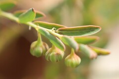 Phyllanthus carpentariae