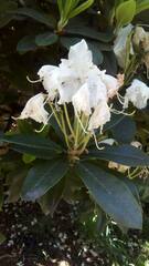 Rhododendron formosanum