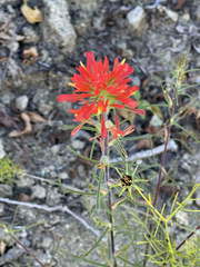 Castilleja bryantii