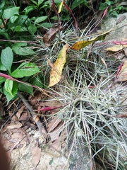 Tillandsia schiedeana