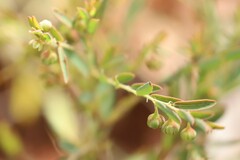 Phyllanthus carpentariae