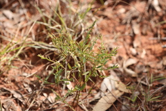 Phyllanthus carpentariae