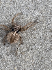 Acanthepeira