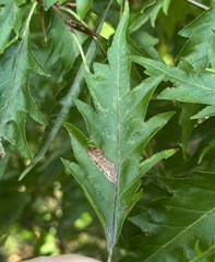 Phyllonorycter maestingella