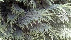 Chamaecyparis lawsoniana