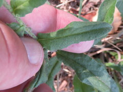 Echium rosulatum