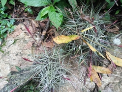 Tillandsia schiedeana