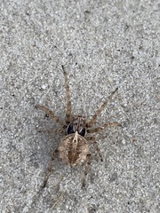 Acanthepeira