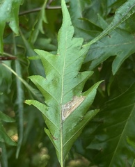Phyllonorycter maestingella