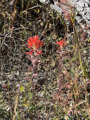 Castilleja bryantii