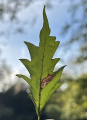 Phyllonorycter maestingella