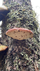 Fomitopsis betulina