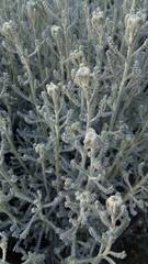 Santolina chamaecyparissus