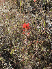 Castilleja bryantii
