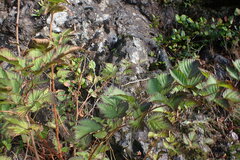 Rubus spectabilis