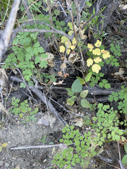 Thalictrum peninsulare