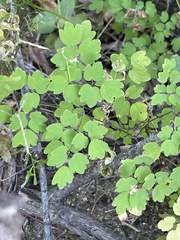 Thalictrum peninsulare