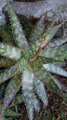 Aloe maculata