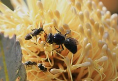 Hylaeus alcyoneus