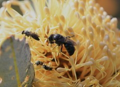 Hylaeus alcyoneus