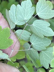 Thalictrum peninsulare
