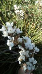 Libertia chilensis