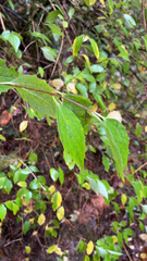 Philadelphus lewisii