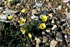 Papaver labradoricum