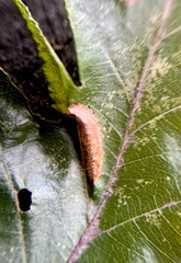 Phyllonorycter