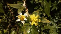 Jasminum mesnyi