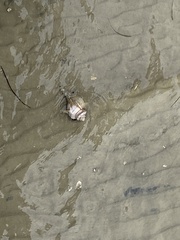 Buccinoidea