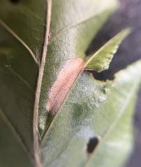 Phyllonorycter