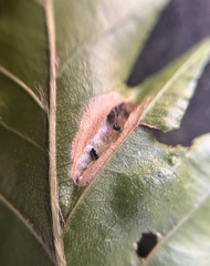 Phyllonorycter