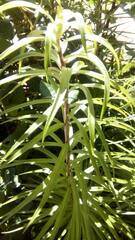 Podocarpus salignus
