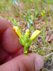 Bellardia viscosa