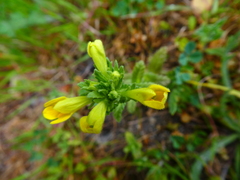 Bellardia viscosa