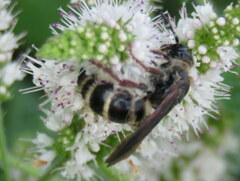 Colpa quinquecincta