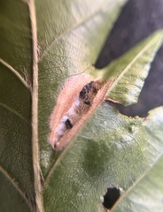 Phyllonorycter