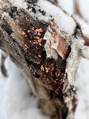 Dacrymyces stillatus